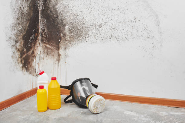 Best Mold Removal Near Me  in Lorenz Park, NY