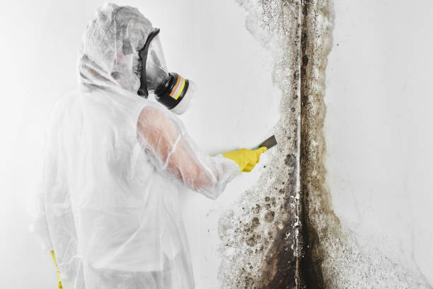 Best Local Mold Removal Service  in Lorenz Park, NY