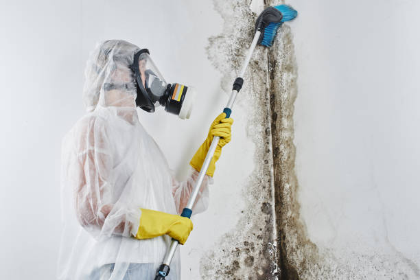 Best Mold Remediation  in Lorenz Park, NY