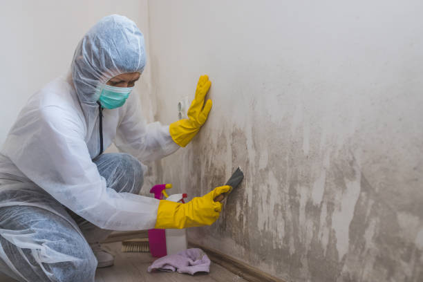 Best Toxic Mold Removal  in Lorenz Park, NY