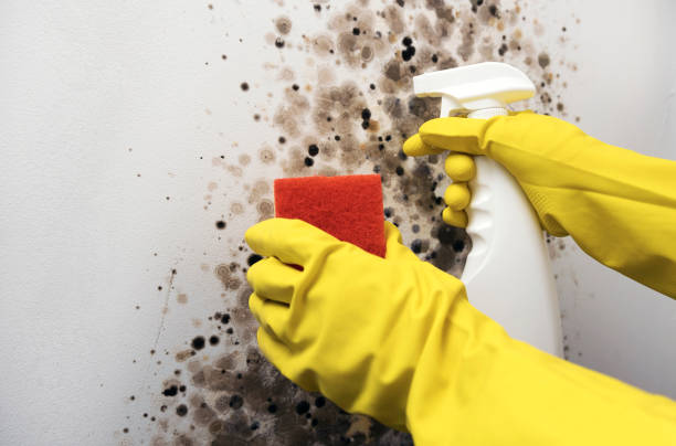 Certified Mold Removal in Lorenz Park, NY