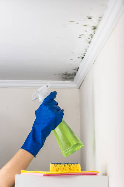 Best Mold Removal Company Near Me  in Lorenz Park, NY